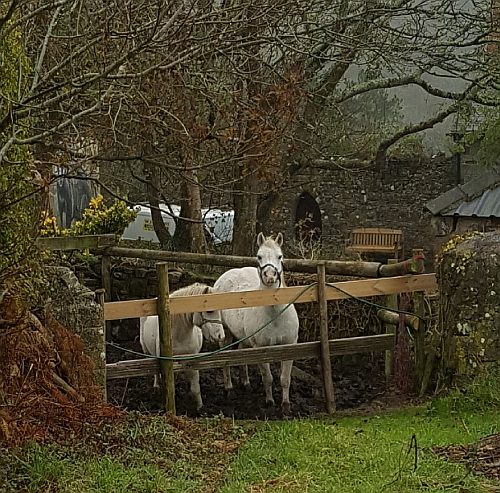 Horses in the nearby fields